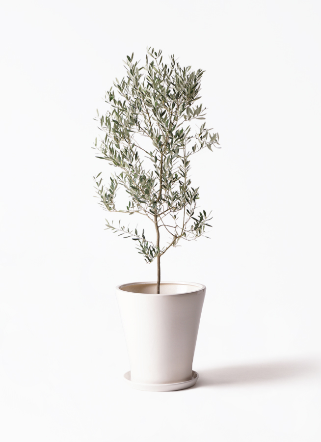 観葉植物 オリーブの木 10号 ミッション リブバスケット Natural