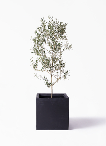 観葉植物 オリーブの木 10号 ミッション ベータ キューブプランター 黒