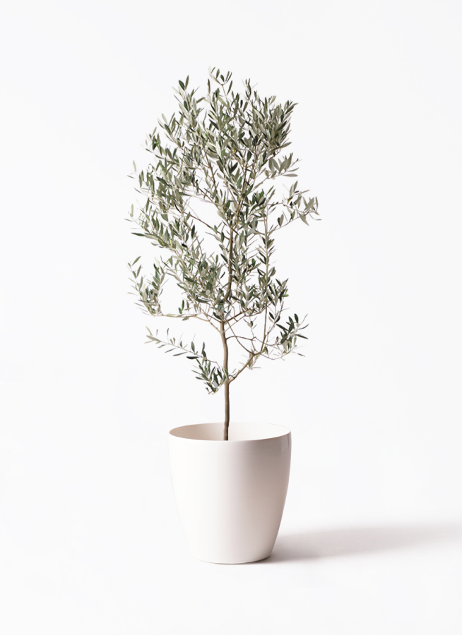 その他観葉植物 juno 観葉植物 ドラセナ ソング オブ ジャマイカ 8号 ラッシュ