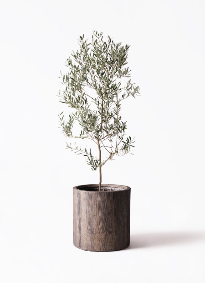 オリーブの木　ミッションA 観葉植物 オリーブの木 10号 ミッション エステリ グリーン 付き