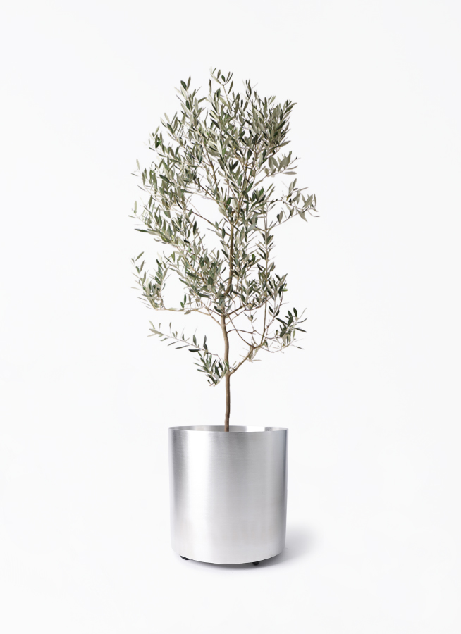 オリーブの木　ミッションA オリーブの木 ミッション | 観葉植物 | 送料無料でお届け