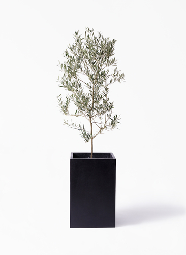 観葉植物 オリーブの木 10号 ミッション セドナロング 墨 付き