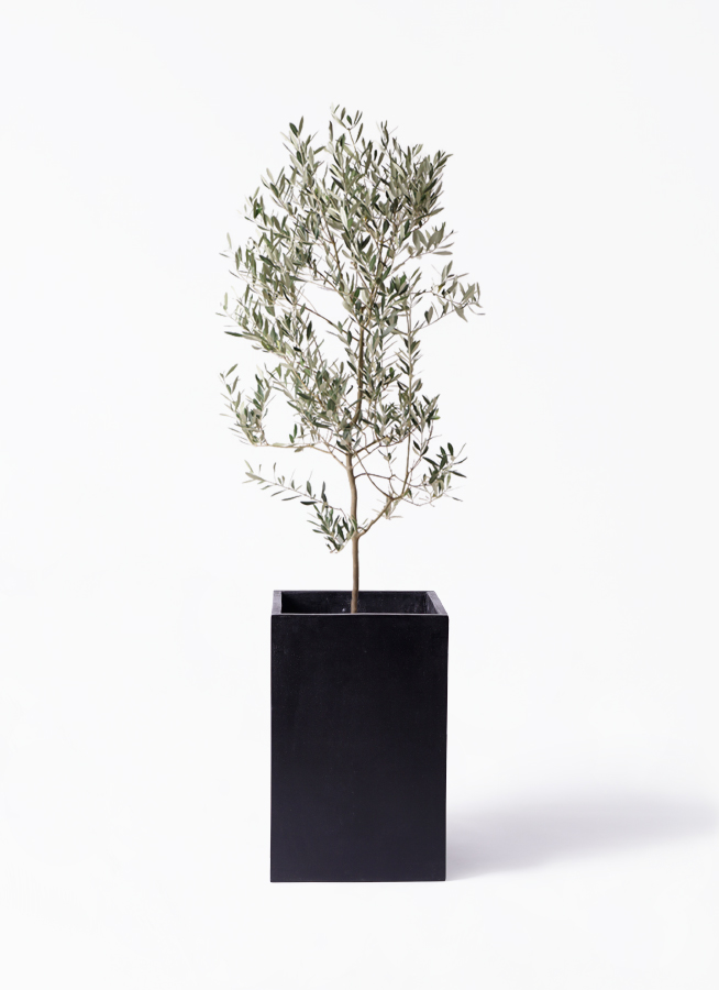 観葉植物 オリーブの木 10号 ミッション Eco Stone (エコ