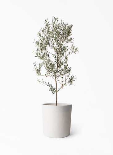 観葉植物 オリーブの木 10号 ミッション ソンク シリンダー ホワイト