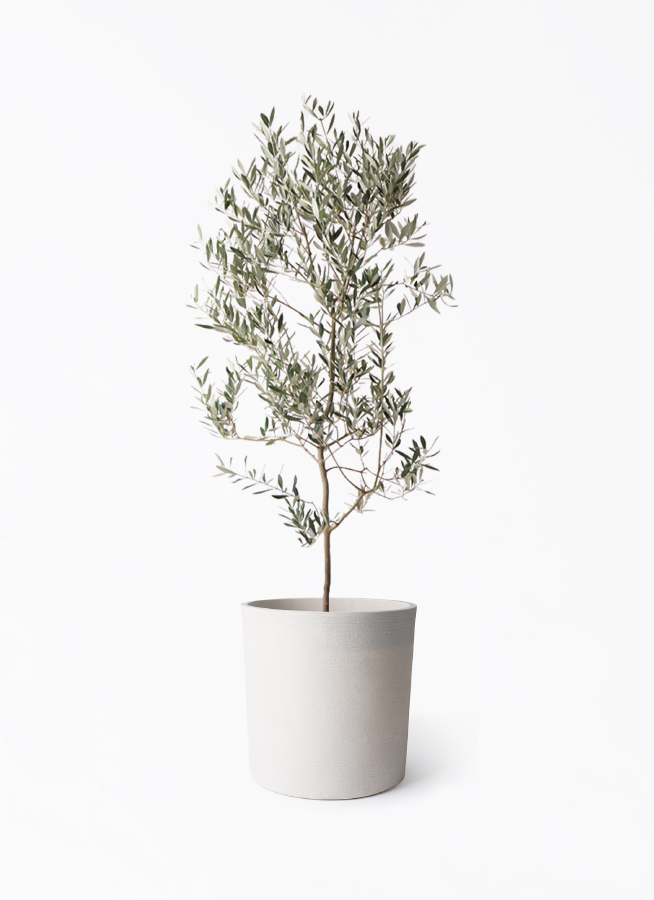 観葉植物 オリーブの木 10号 ミッション ソンク シリンダー ホワイト