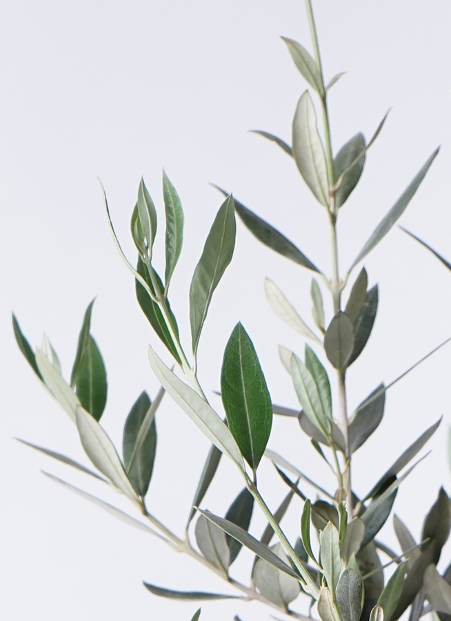 オリーブの木　ピクアル 観葉植物 オリーブの木 8号 ピクアル ラッシュバスケット