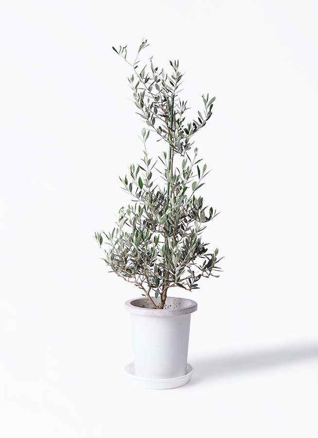 観葉植物 オリーブの木 8号 ピクアル ラッシュバスケット
