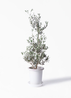 観葉植物 オリーブの木 8号 ピクアル フォレスト トール ホワイト 付き
