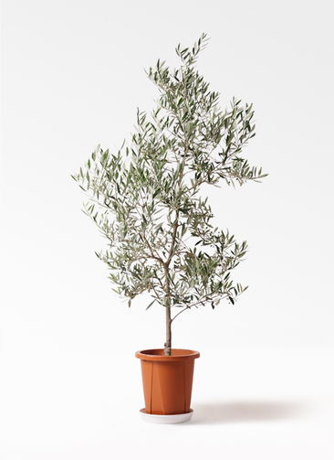 olive-picual-258_0001.jpg?