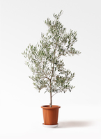 olive-picual-258_0001.jpg?