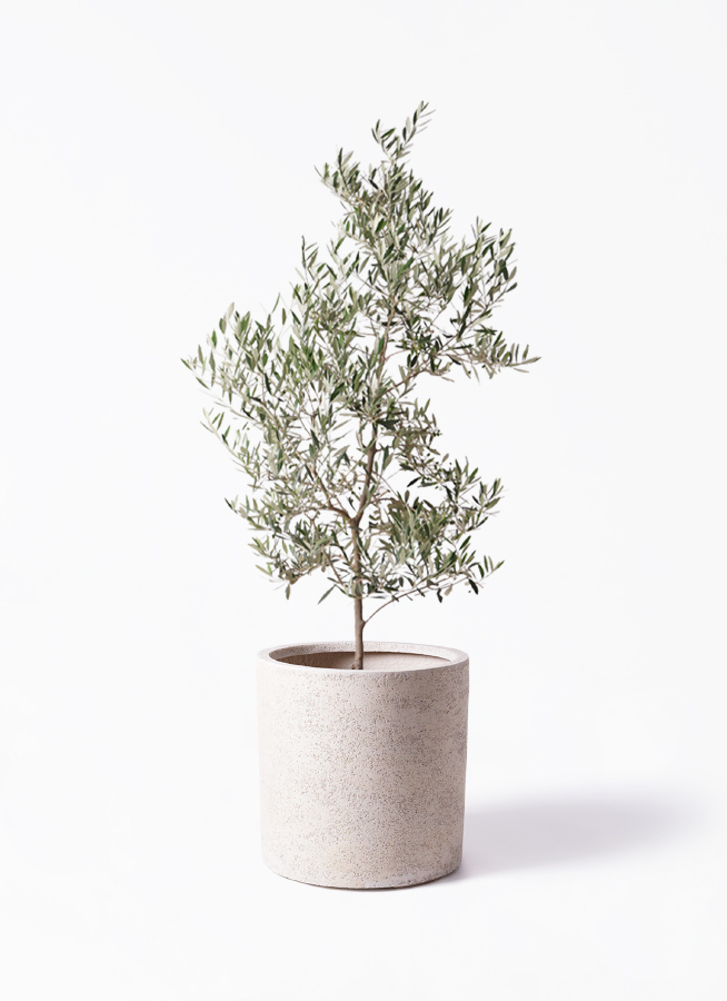 観葉植物 オリーブの木 10号 ピクアル サンディ シリンダー 白 付き