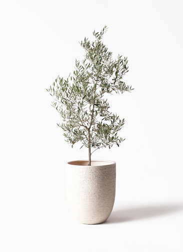 観葉植物 オリーブの木 10号 ピクアル ビアスアルトエッグ 白 付き