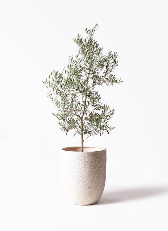 オリーブの木　ピクアル　10号　約145cm　NO.605　人気品種　現品掲載 オリーブの木 ピクアル 10号 約145cm NO.605 人気品種 現品掲載