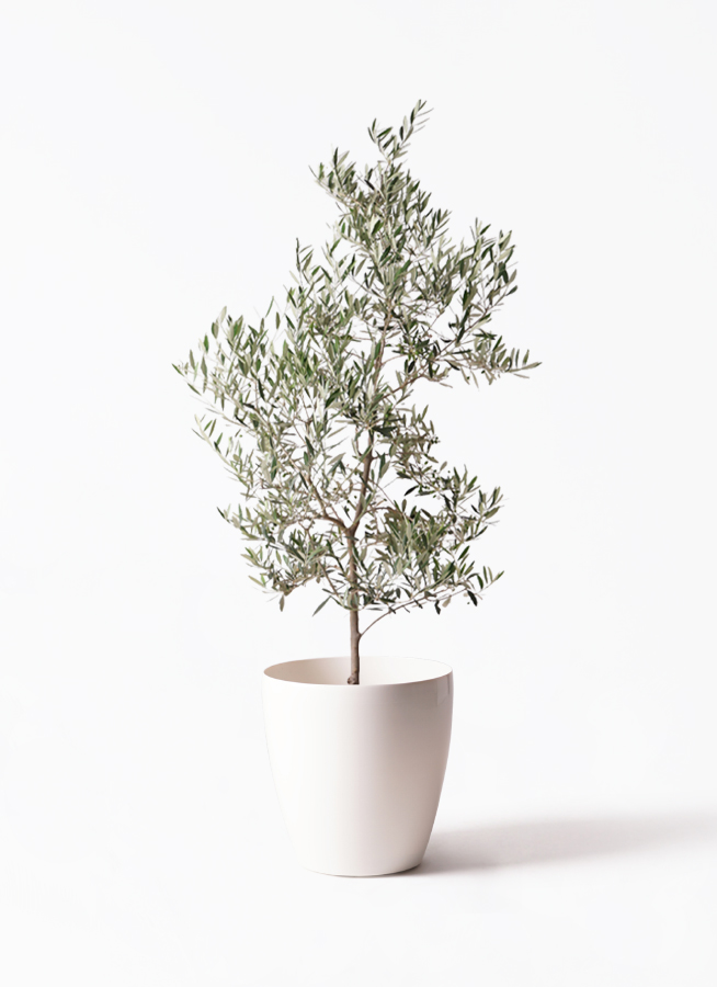 オリーブの木　10号　白色鉢植え　エルグレコ　H140 オリーブの木 10号 白色鉢植え エルグレコ H140 オリーブの木 10号