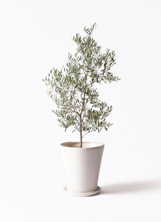 観葉植物 オリーブの木 10号 ピクアル プラスチック鉢 / 小倉園