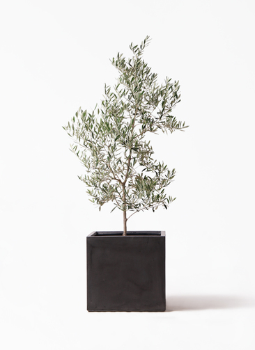 観葉植物 オリーブの木 10号 ピクアル ファイバークレイ キューブ Gray