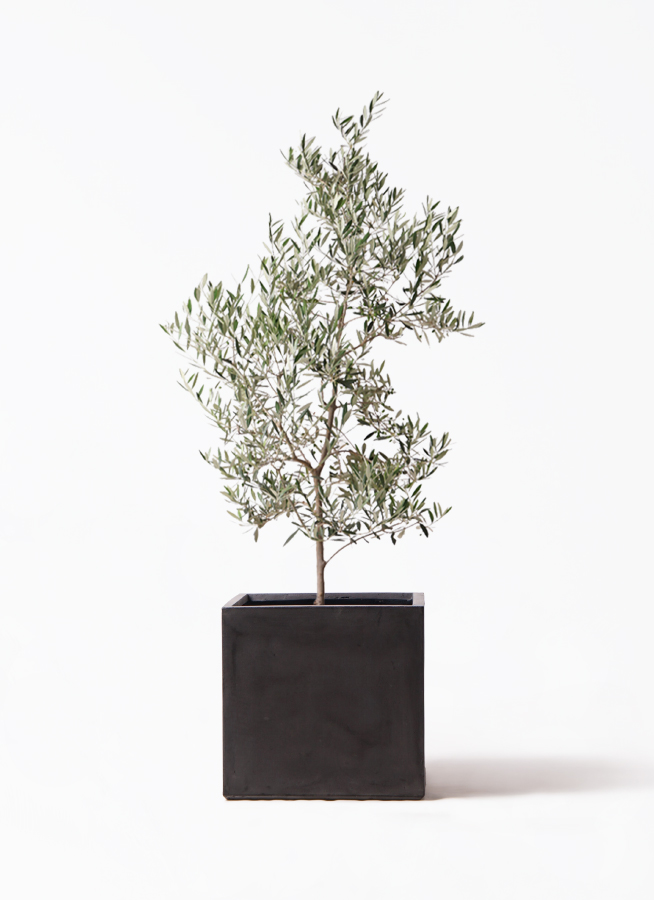 観葉植物 オリーブの木 10号 ピクアル ファイバークレイ キューブ Gray