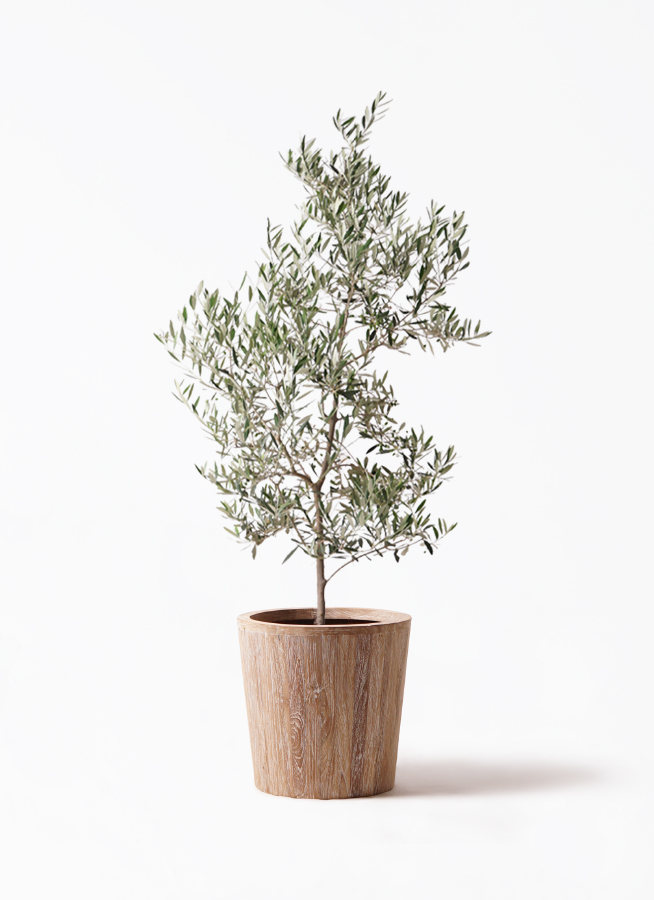 olive-picual-274_1.jpg?1735098552