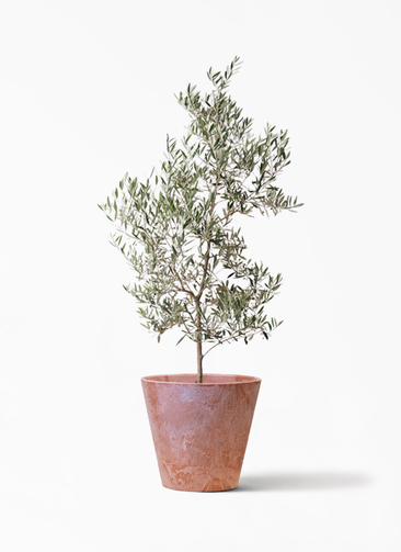 オリーブの木　ピクアル　10号　約160cm　K-411　人気品種　現品掲載 観葉植物 オリーブの木 10号 ピクアル アートストーン ラウンド TERRA