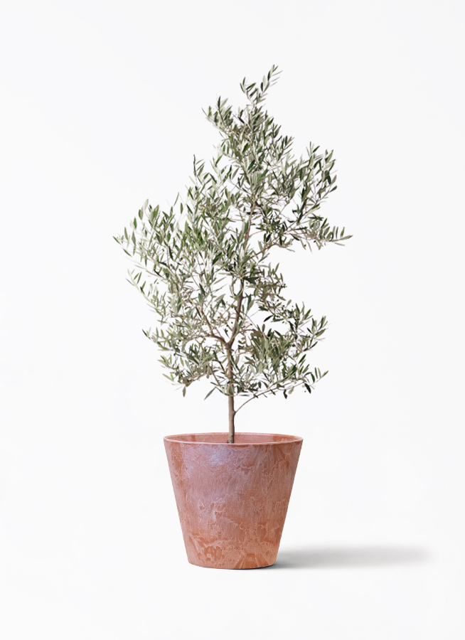 オリーブの木　ピクアル　10号　約160cm　K-411　人気品種　現品掲載 観葉植物 オリーブの木 10号 ピクアル アートストーン ラウンド TERRA