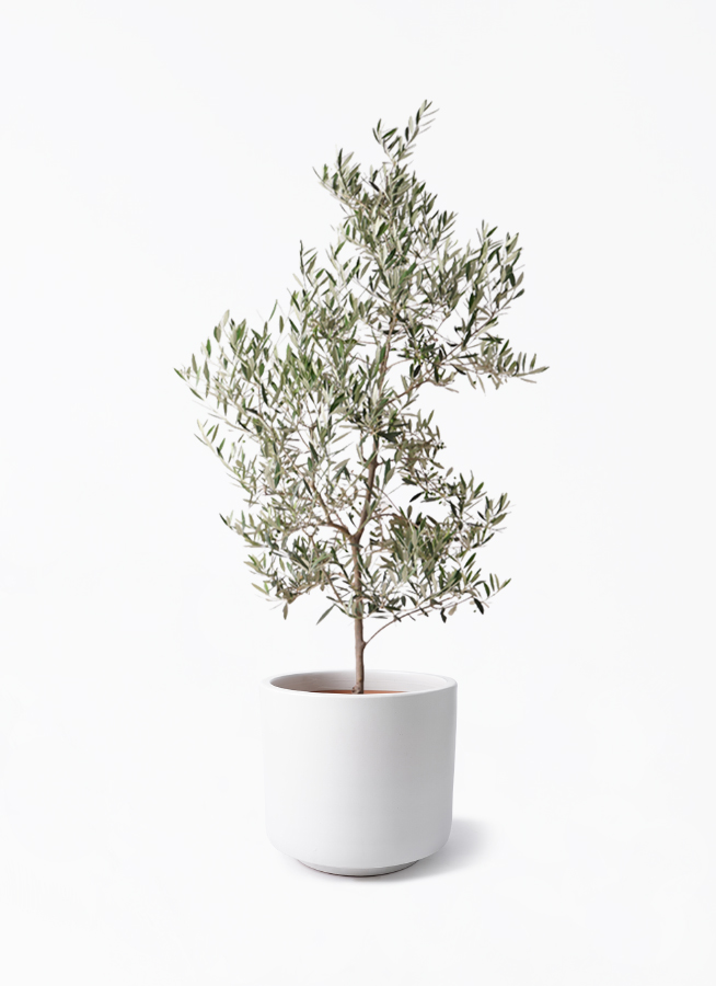 観葉植物 オリーブの木 10号 ピクアル ビトロ エンデカ マット白釉