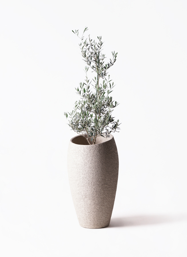オリーブページ 観葉植物 オリーブの木 8号 ピクアル アルファ シリンダー