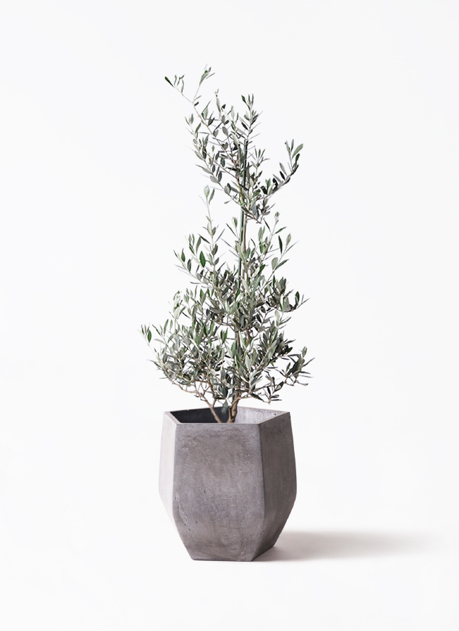 観葉植物 オリーブの木 8号 ピクアル ラッシュバスケット