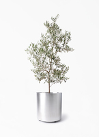オリーブ　古木　10号鉢つき　白肌❗大株❗　① Old Olive 古木オリーブ［No.24］× 10号皿鉢 (φ30cm) | Botani