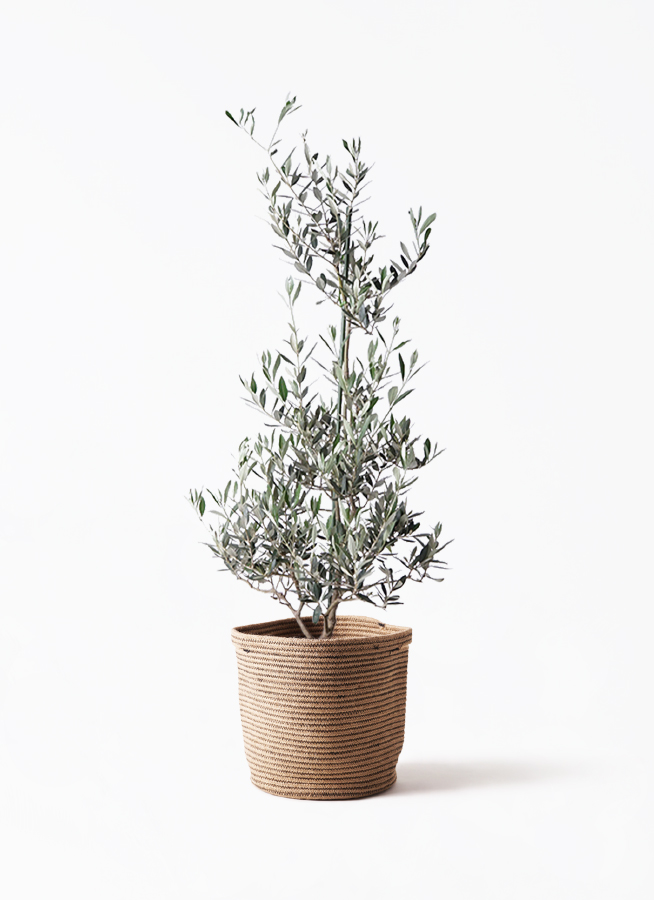 オリーブの木　ピクアル 観葉植物 オリーブの木 8号 ピクアル ラッシュバスケット