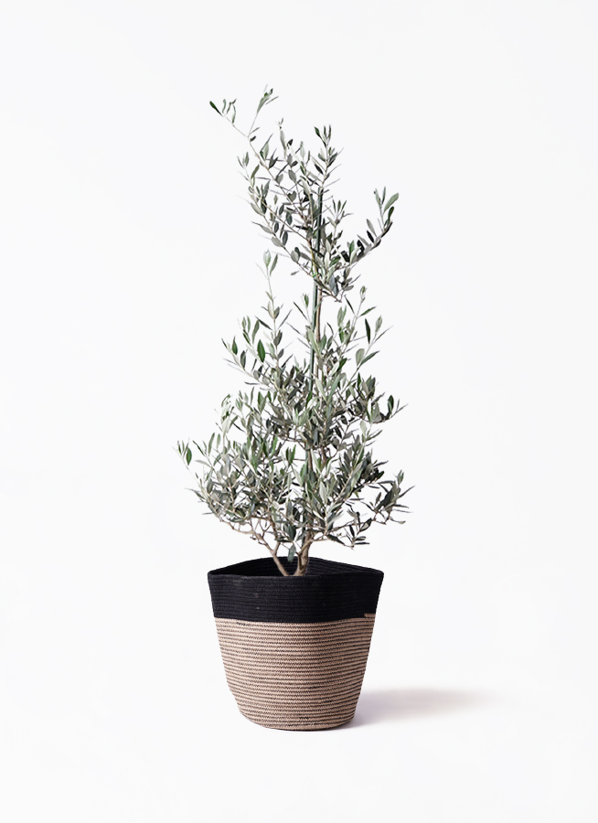 観葉植物 オリーブの木 8号 ピクアル Rib Basket (リブバスケット