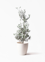 観葉植物 オリーブの木 8号 ピクアル フォレスト トール ホワイト 付き