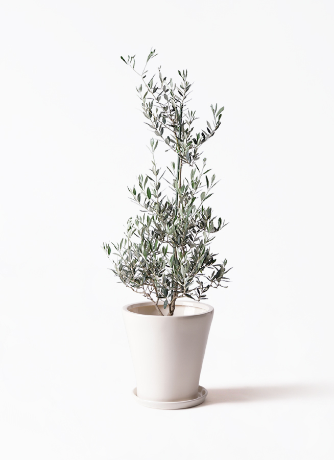 観葉植物 オリーブの木 8号 ピクアル ラッシュバスケット