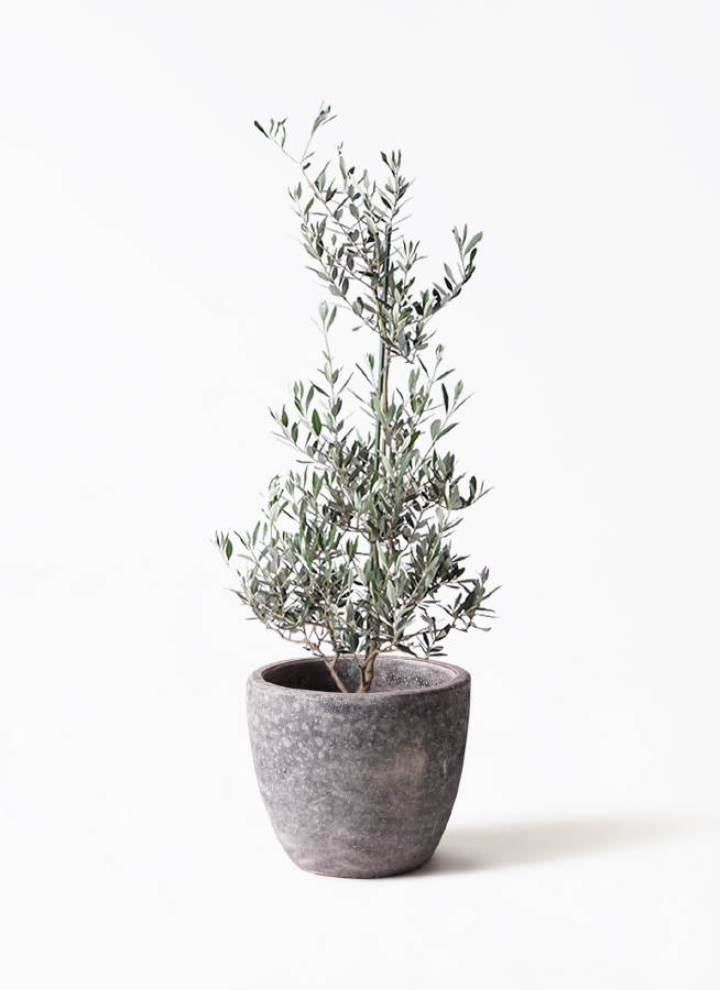 観葉植物 オリーブの木 8号 ピクアル フォレスト トール ホワイト 付き