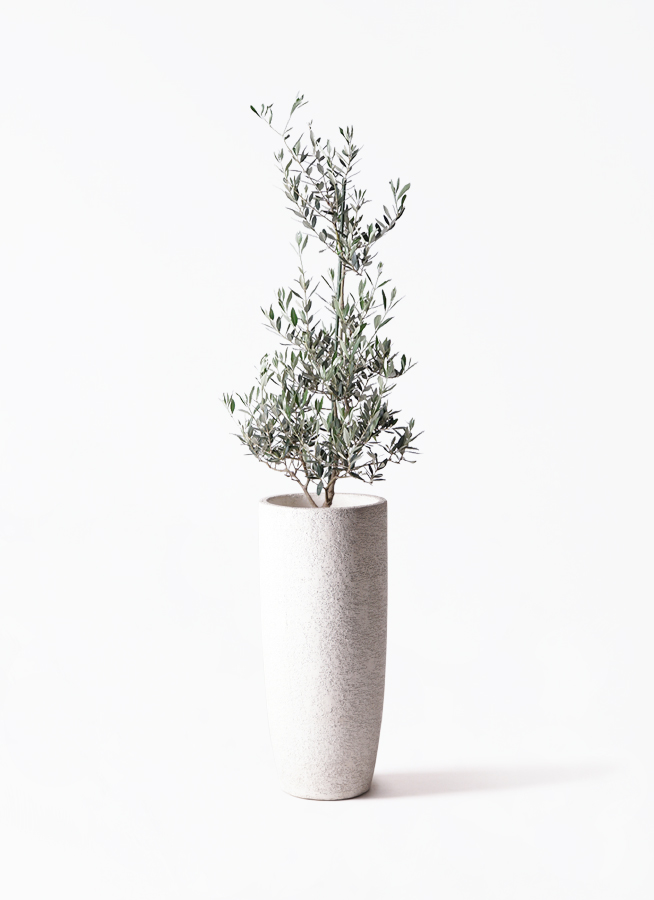 観葉植物 オリーブの木 8号 ピクアル フォレスト トール ホワイト 付き