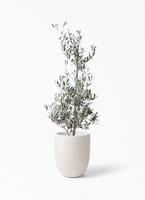 olive-picual-362_1.jpg?1735098668