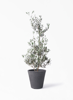観葉植物 オリーブの木 8号 ピクアル Rib Basket (リブバスケット
