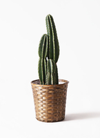 pillar-cactus-26_1.jpg?1565333081