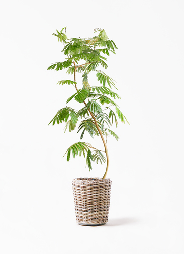 everfresh-220_1.jpg?1565333100