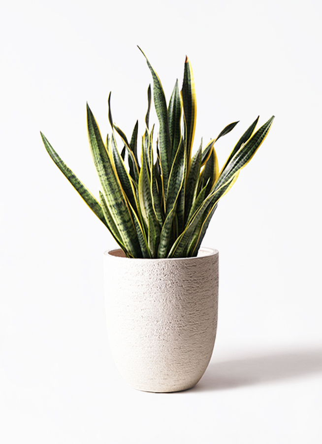 観葉植物 サンスベリア 10号 トラノオ ラスターポット 付き