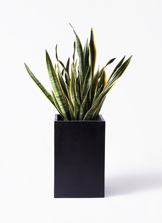 観葉植物 サンスベリア 10号 トラノオ セドナロング 墨 付き | 観葉