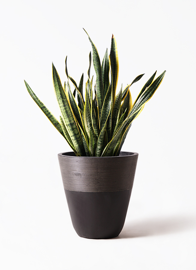 観葉植物 サンスベリア 10号 トラノオ ジュピター 黒 付き | 観葉植物