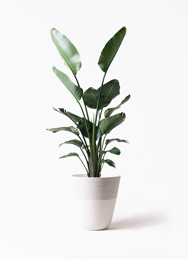 観葉植物 オーガスタ 10号 ジュピター 白 付き | 観葉植物ならHitoHana
