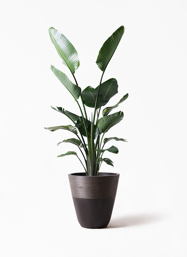 観葉植物 オーガスタ 10号 ジュピター 黒 付き | 観葉植物ならHitoHana