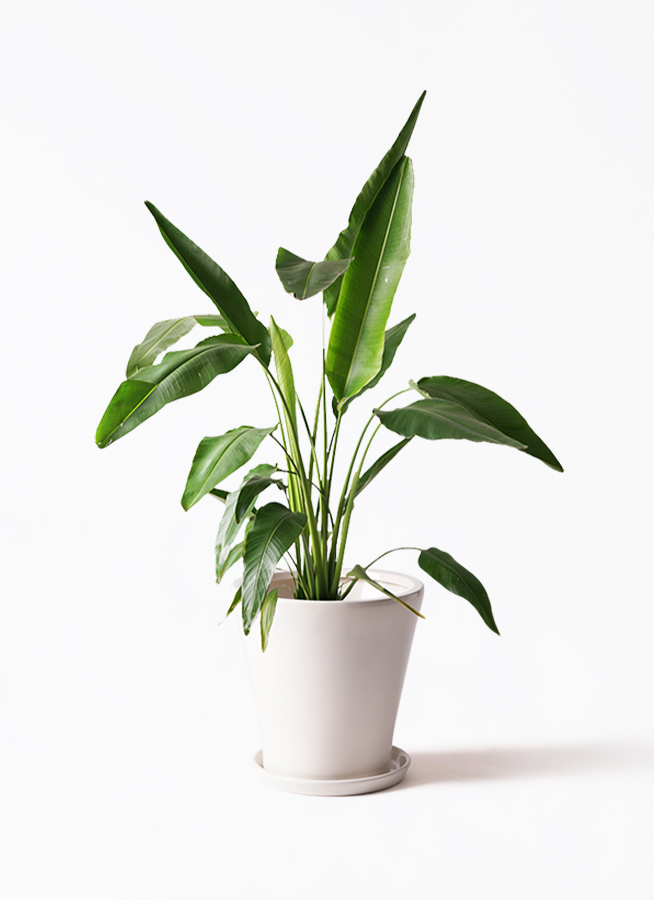 tora0888旅人の木A級品４節 観葉植物 旅人の木 8号 パボ トール オフホワイト 付き | 観葉