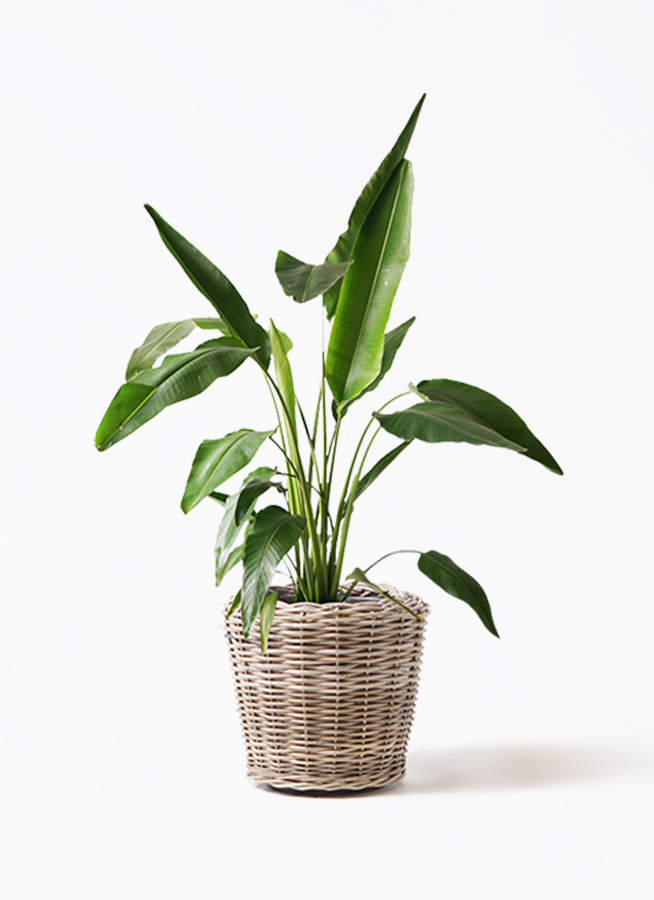 【美株・新芽あり】タビビトノキ 8号 特大 観葉植物 ravenala-madagascariensis-77_1