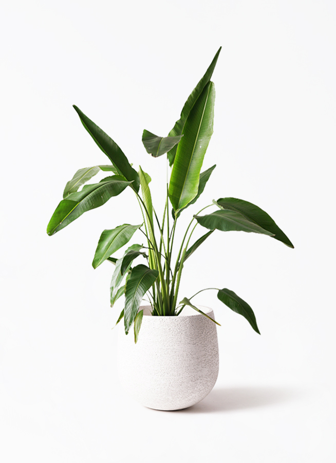 観葉植物 旅人の木 8号 プラスチック鉢 | 観葉植物ならHitoHana(ひとはな)
