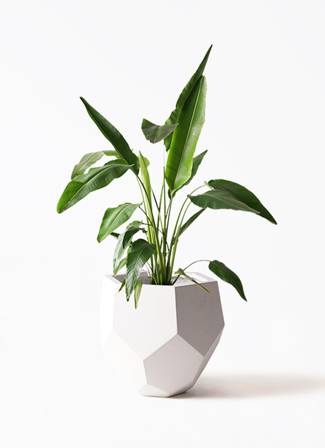 観葉植物 旅人の木 8号 プラスチック鉢 | 観葉植物ならHitoHana(ひとはな)