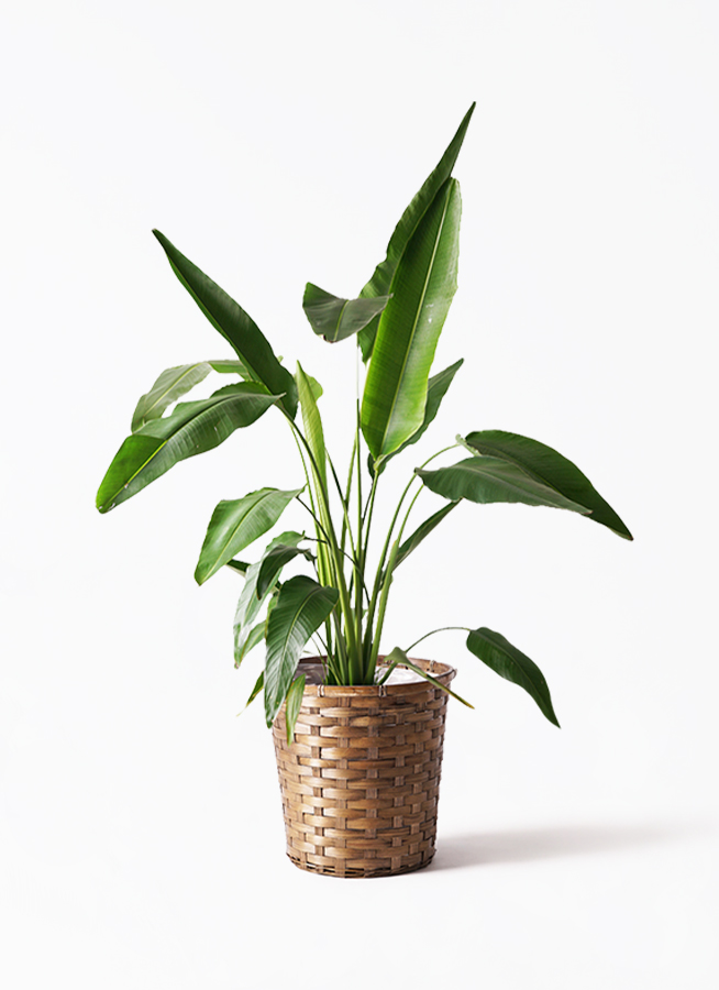 旅人の木A級品 ７節 観葉植物 旅人の木 8号 シグマ 角柱プランター ブラック 付き