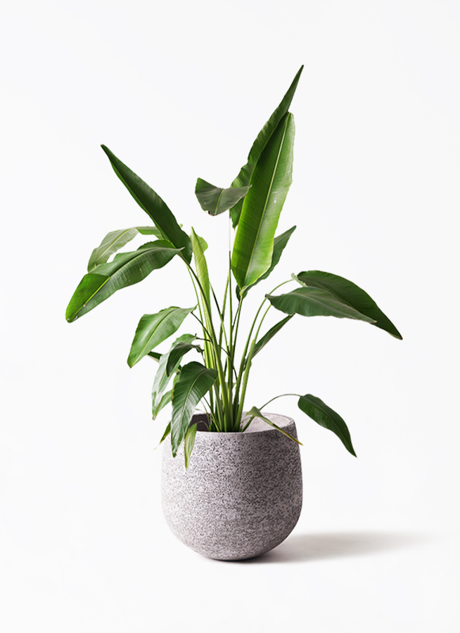 観葉植物 旅人の木 8号 パボ トール オフホワイト 付き | 観葉