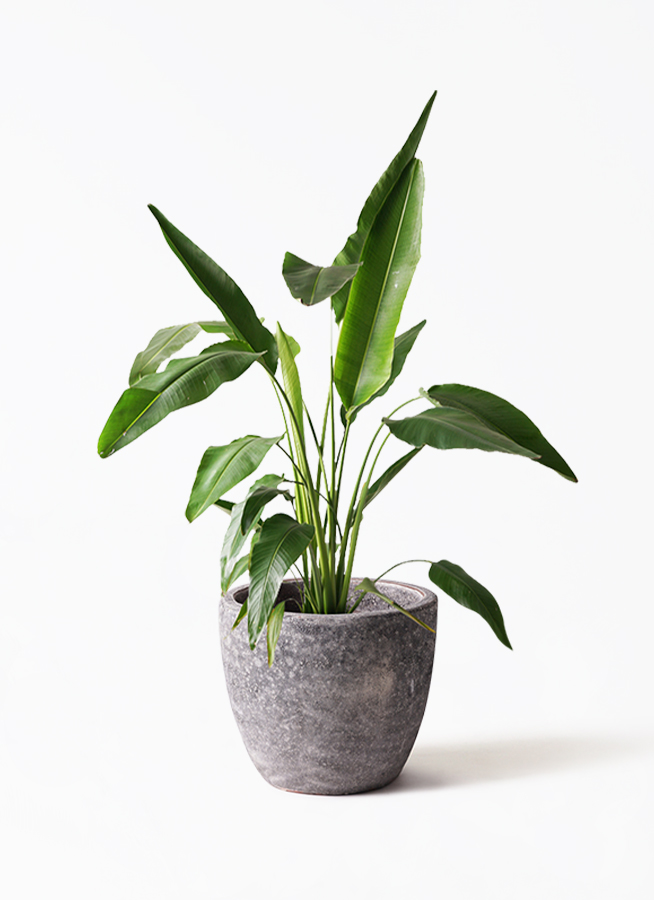 観葉植物 旅人の木 8号 プラスチック鉢 | 観葉植物ならHitoHana(ひとはな)